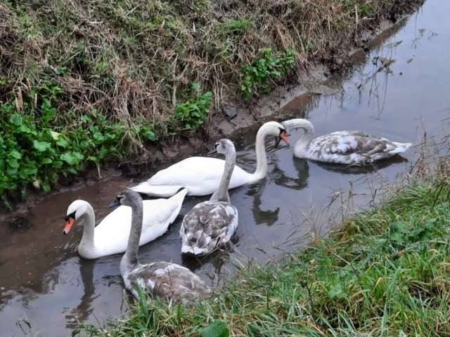 Swans