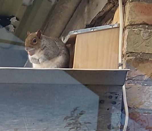 Squirrel