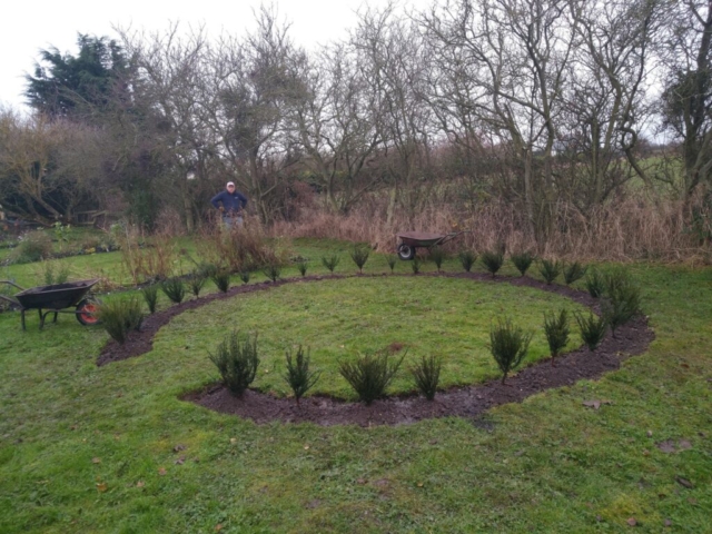 Yew circle