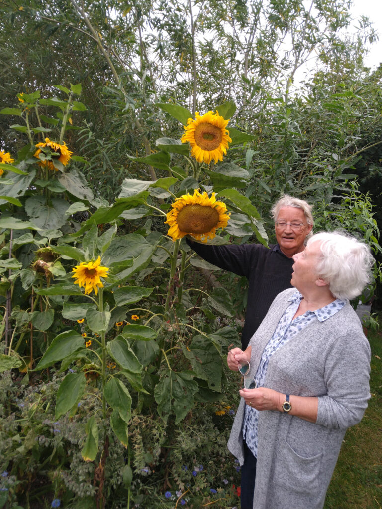 Super-size sunflower