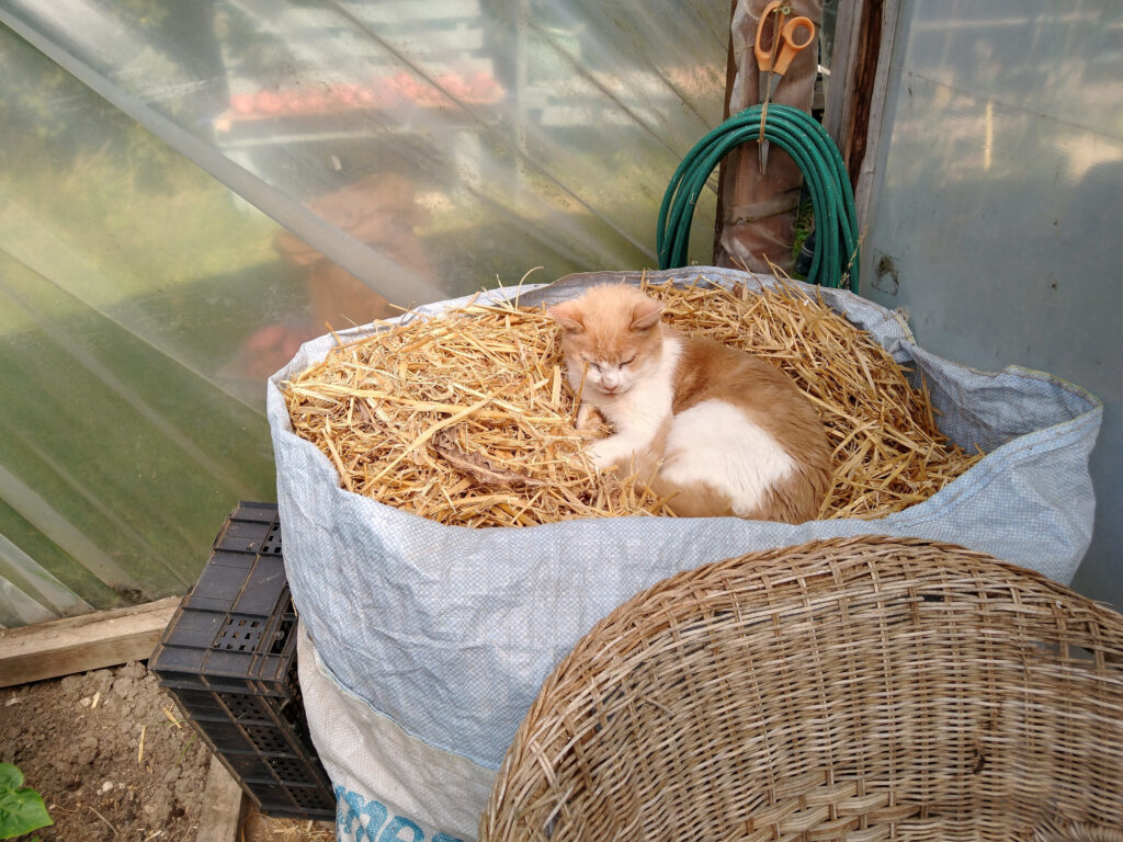 Pretending to be a stable cat - luxury edition
