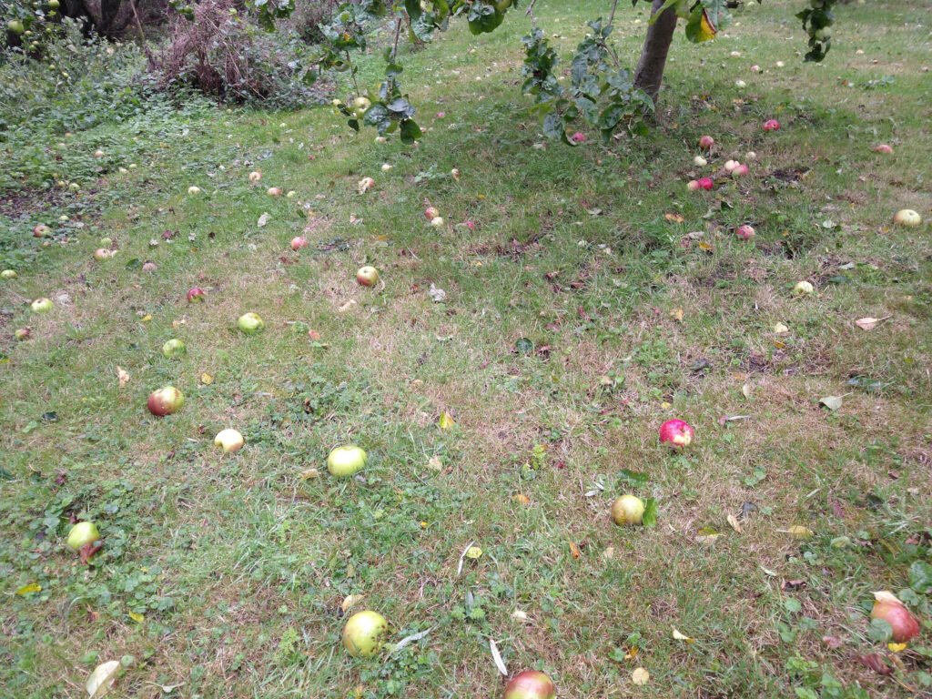 A lot of windfalls after the wind