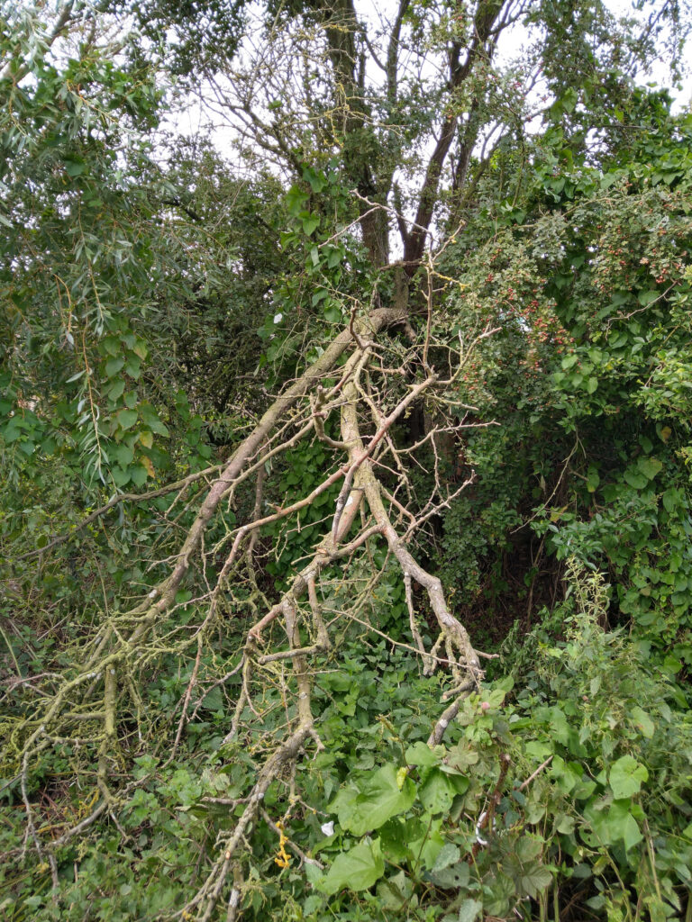 More firewood - dead branch down