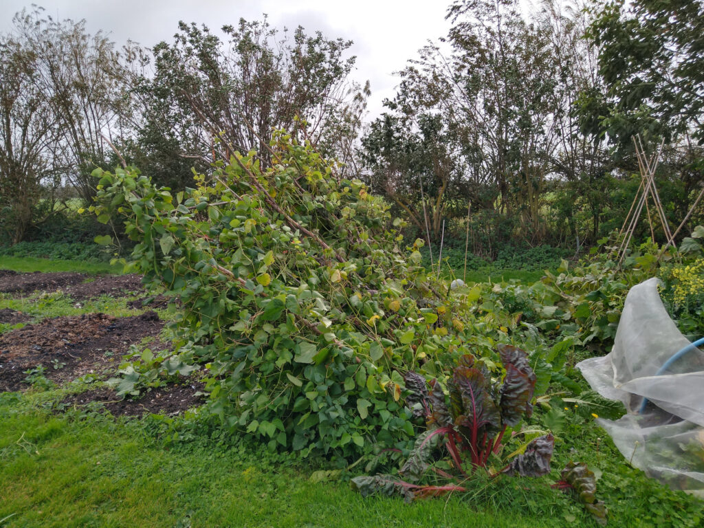 Whoops! Bean tripod nearly made it through the season