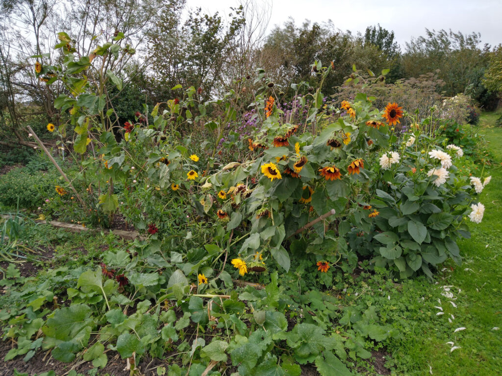 Supports need to be stronger for the sunflowers next year