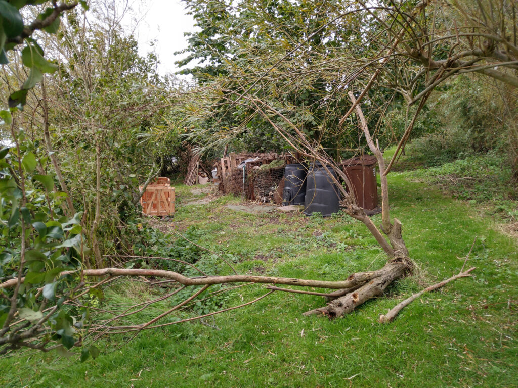 Woodpeckers feeding tree down