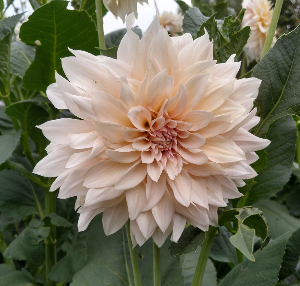 Dahlia - Cafe au lait