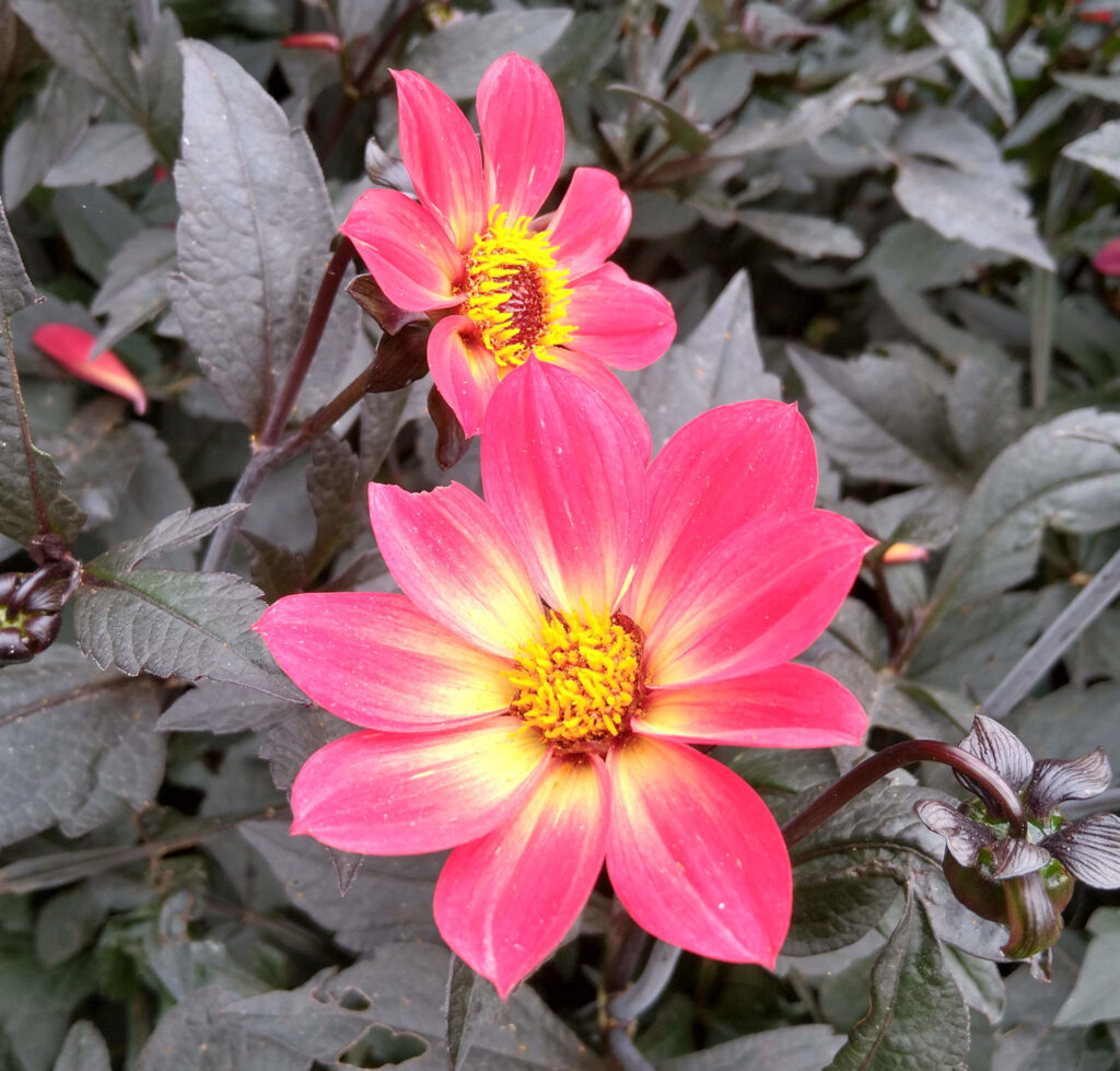 Dahlia - Firecracker