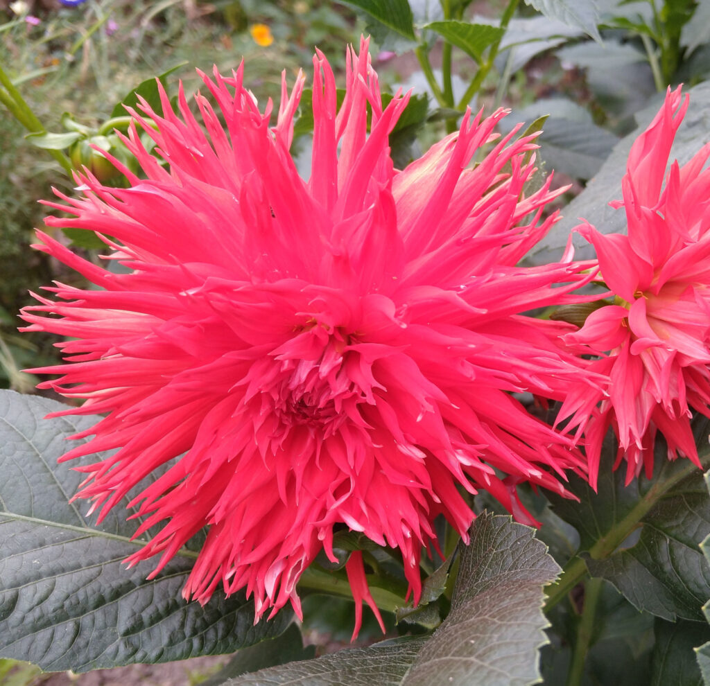 Dahlia - Red sport from the yeellow and red speckled variety