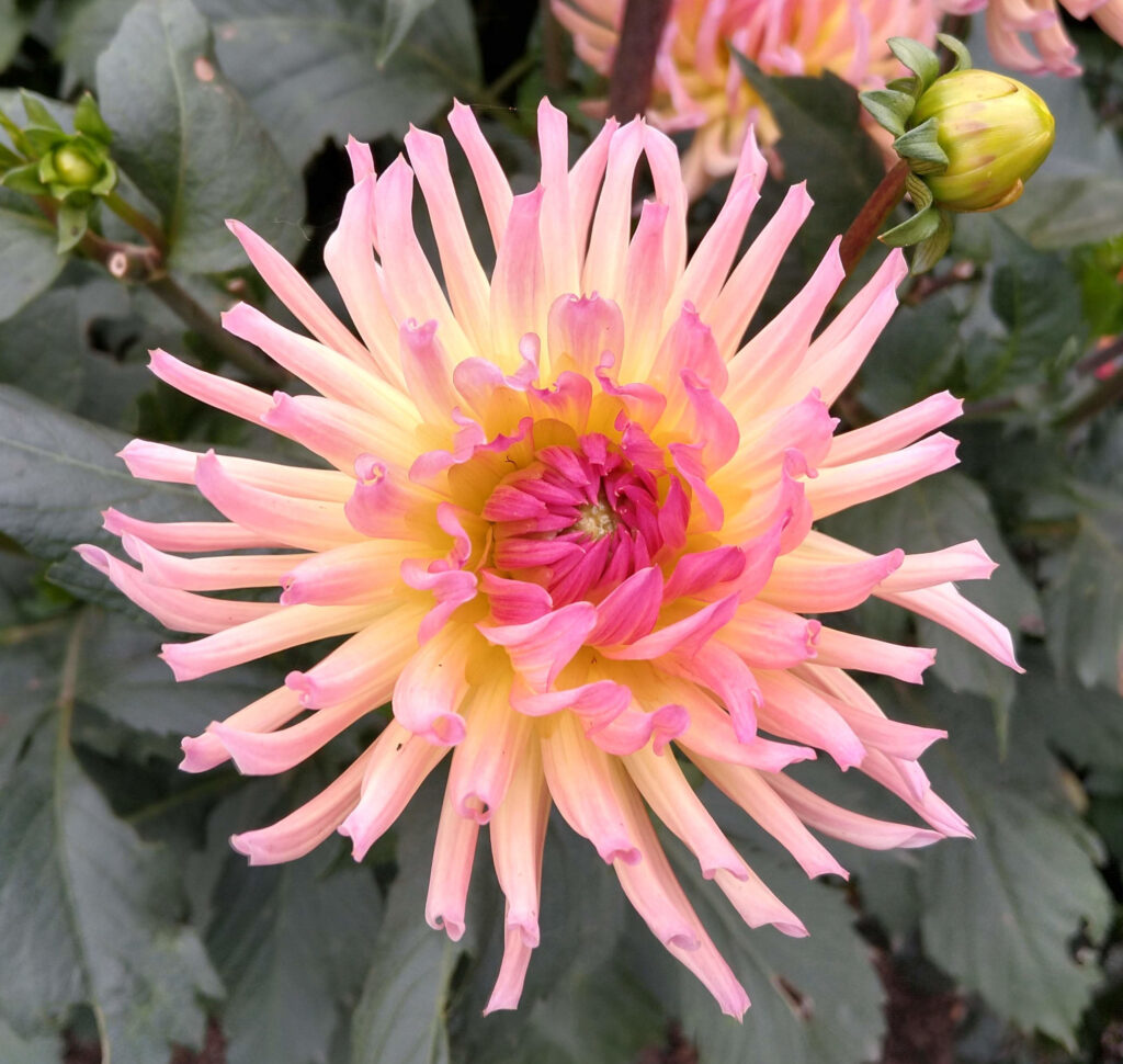 Dahlia