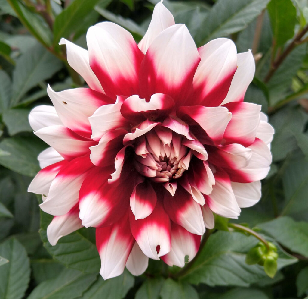 Dahlia