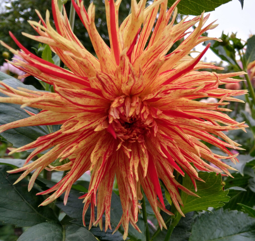 Dahlia