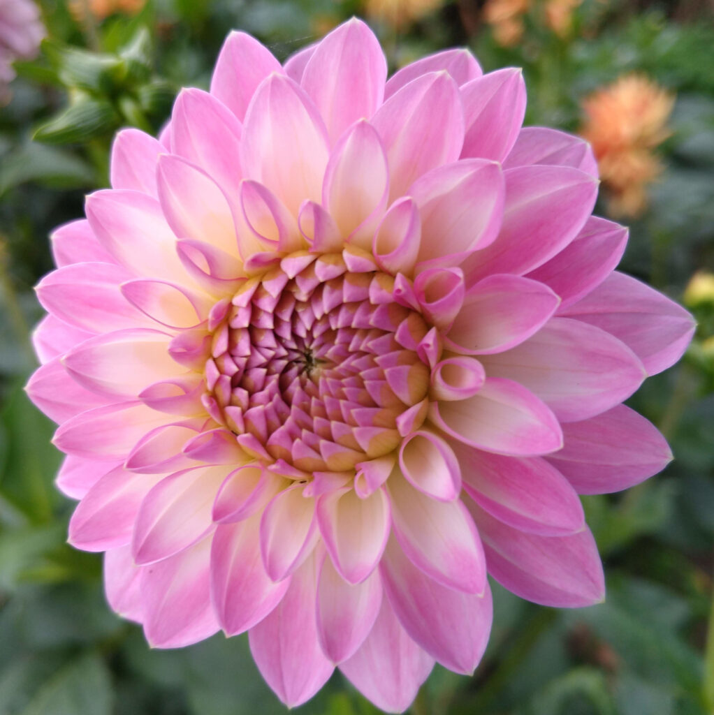Dahlia