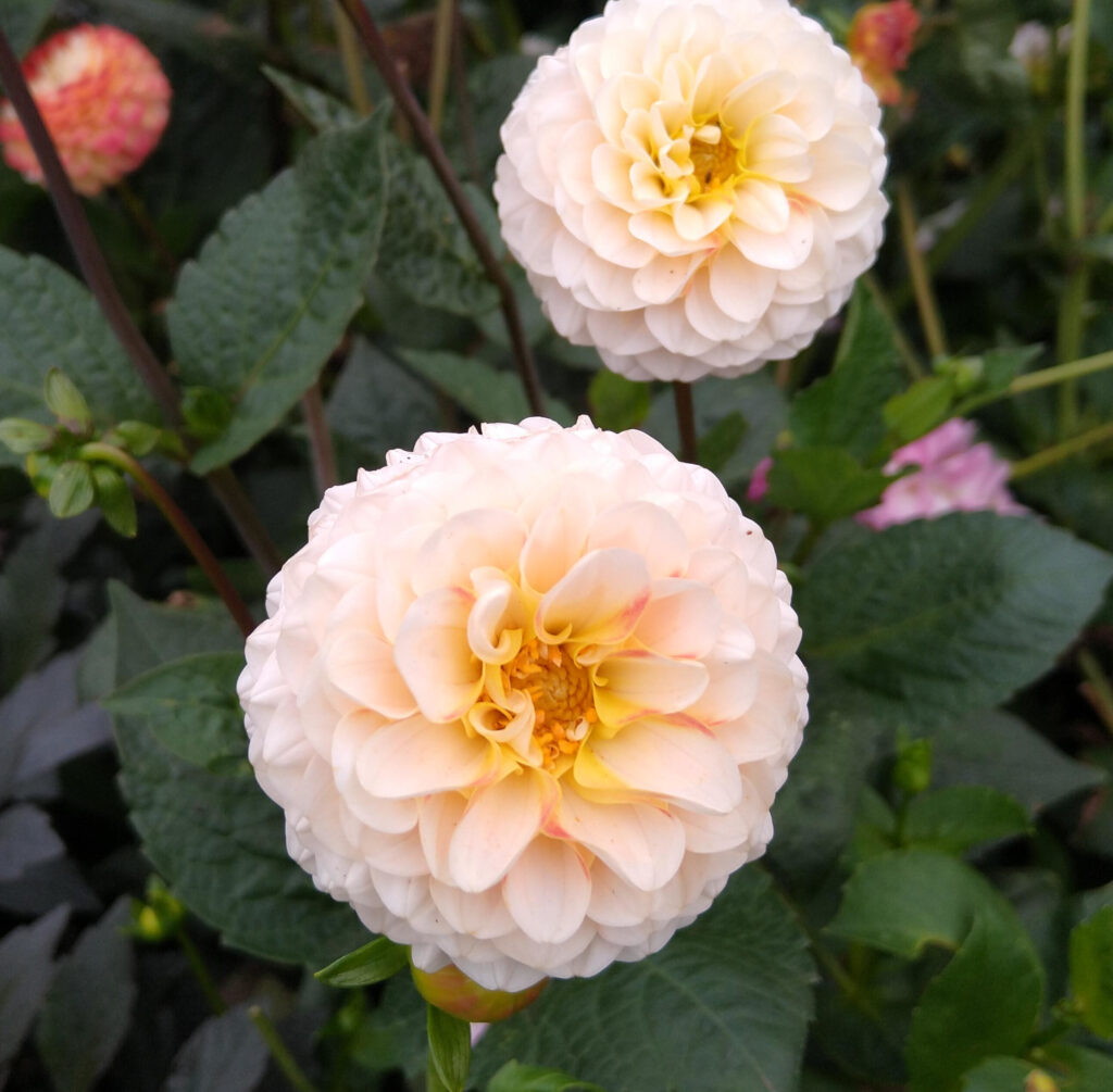 Dahlia - Cafe au lait