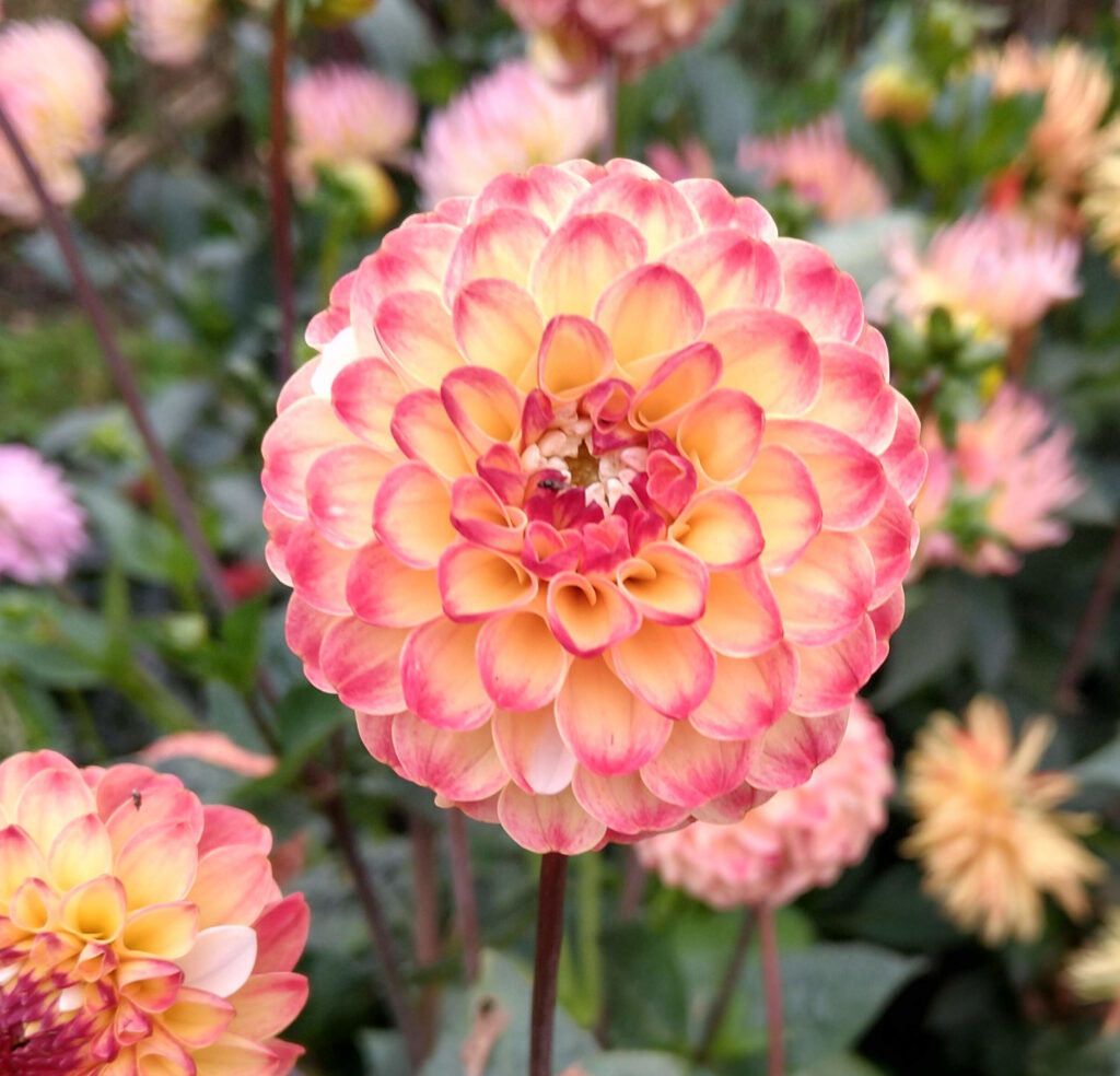 Dahlia
