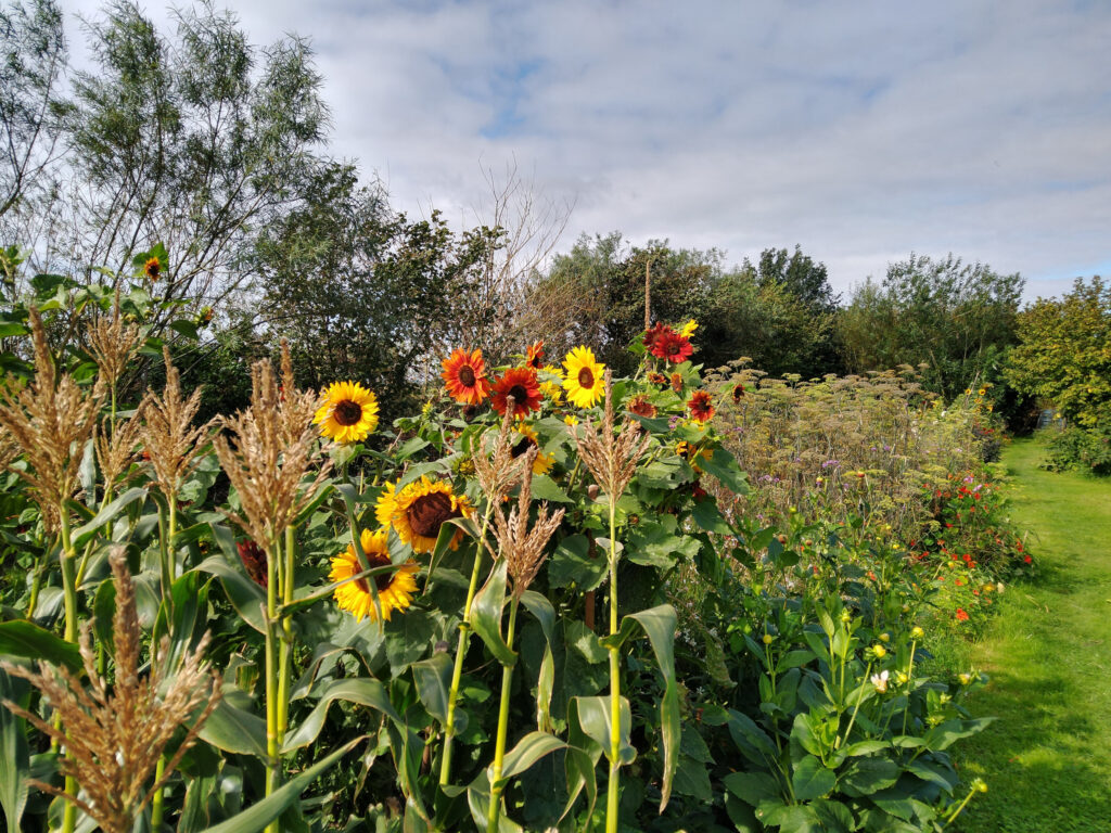 Cutting sunflower and sweetcorn