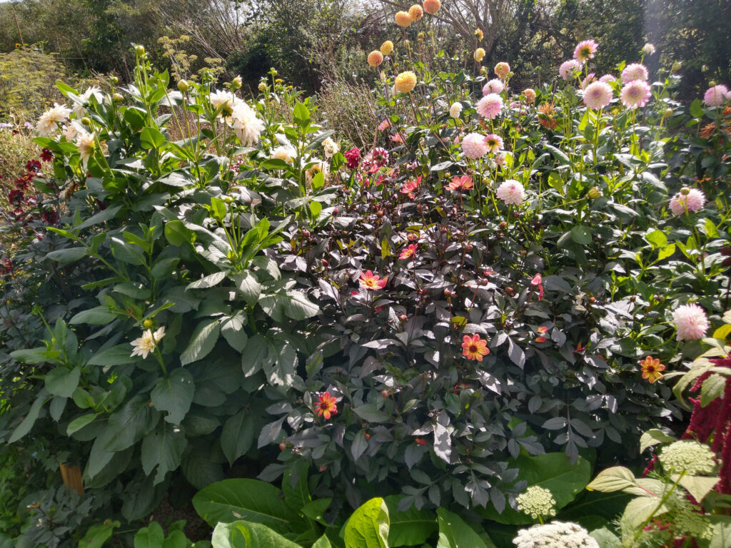 Dahlias