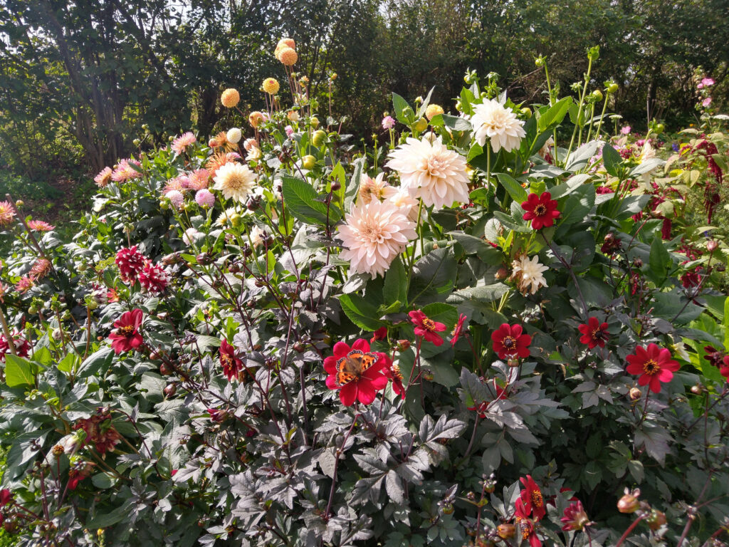 Dahlias and butterfly