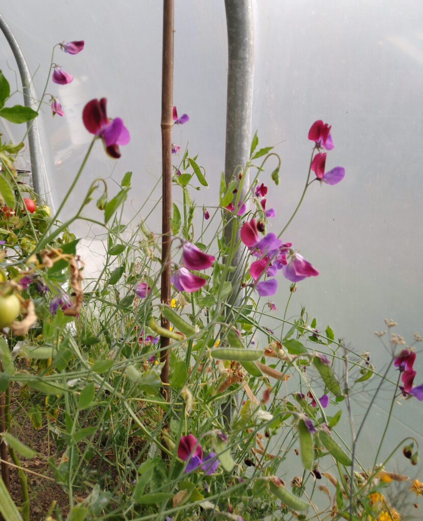 Polytunnel self sown sweet pea