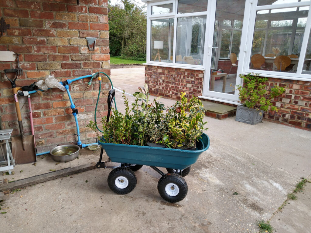 Delivery of evergreens