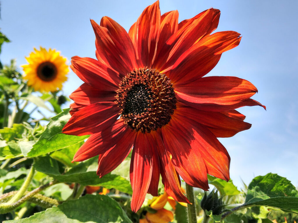 Cutting sunflower