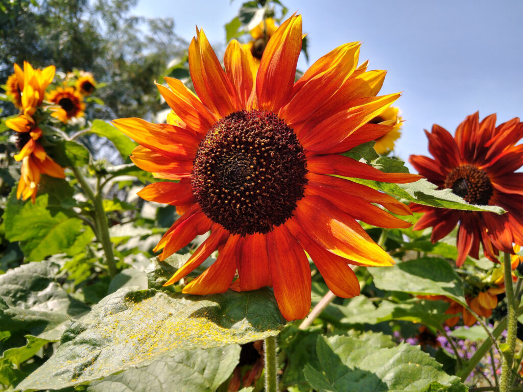 Cutting sunflower