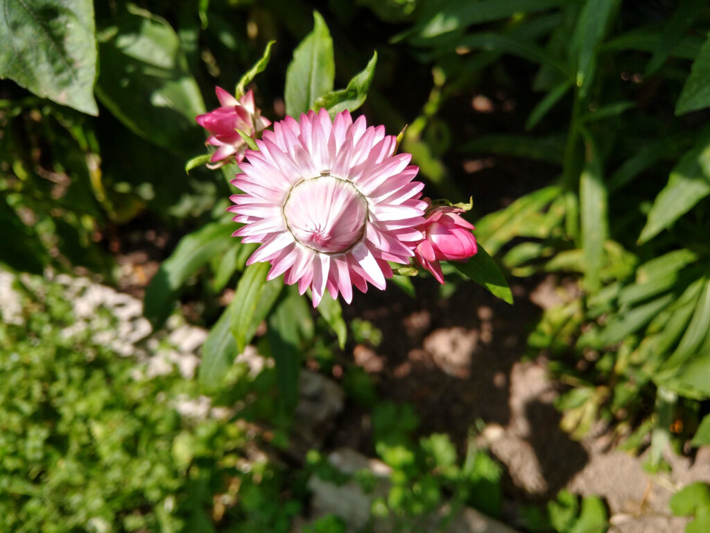 Pink helichrysum