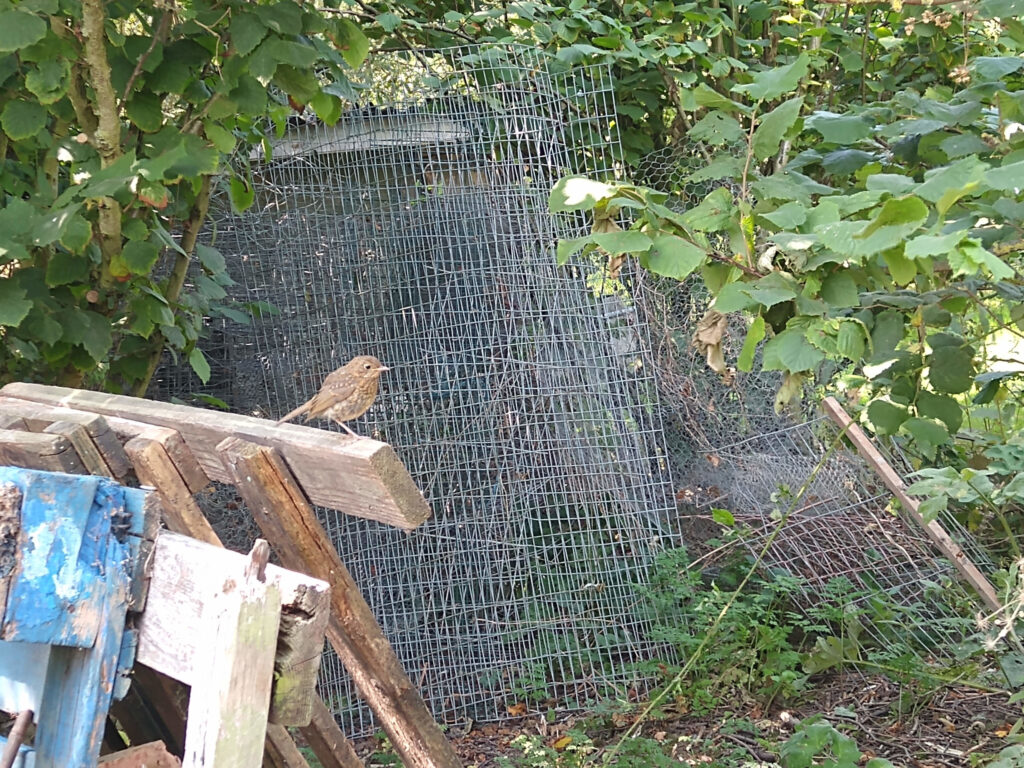 Juvenile Robin helping in the utility area