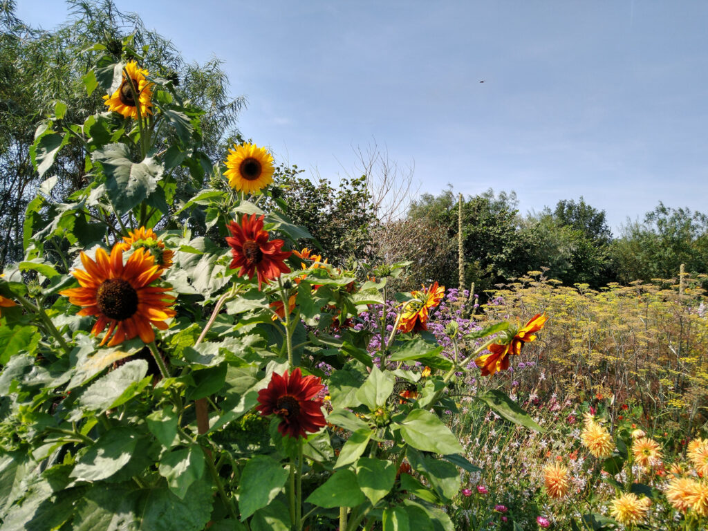 Sunflowers, dahlias and fennel