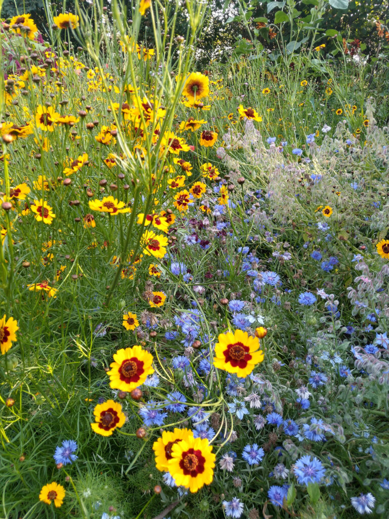 Coreopsis and cornflower