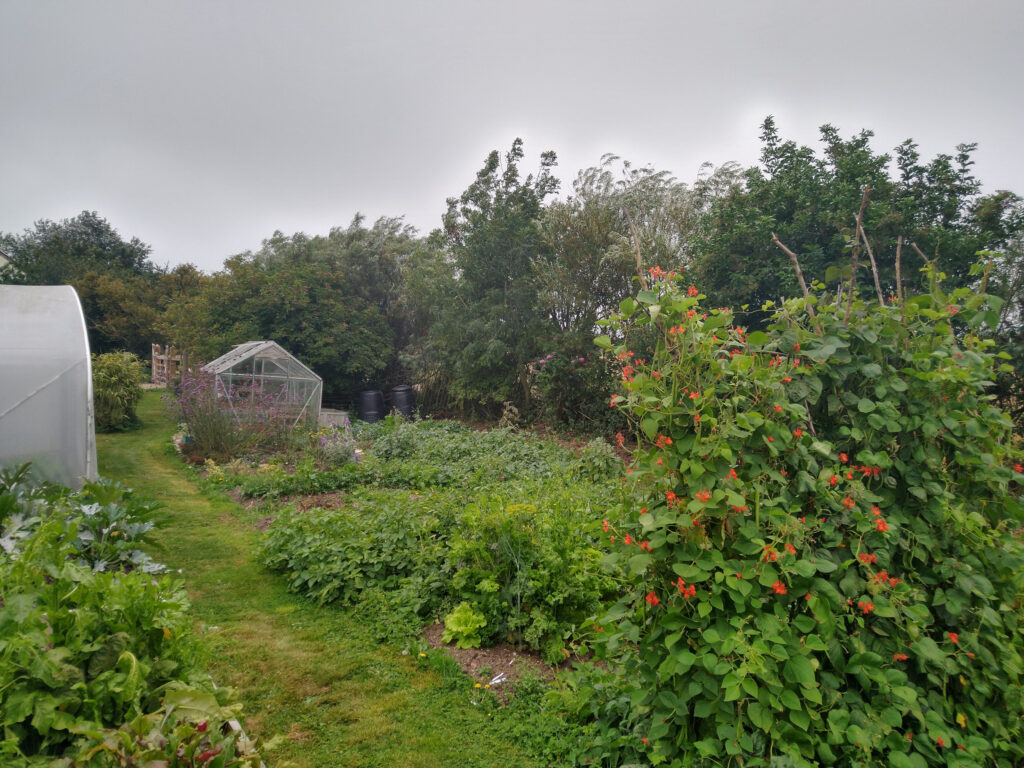 Not yet raised veg beds