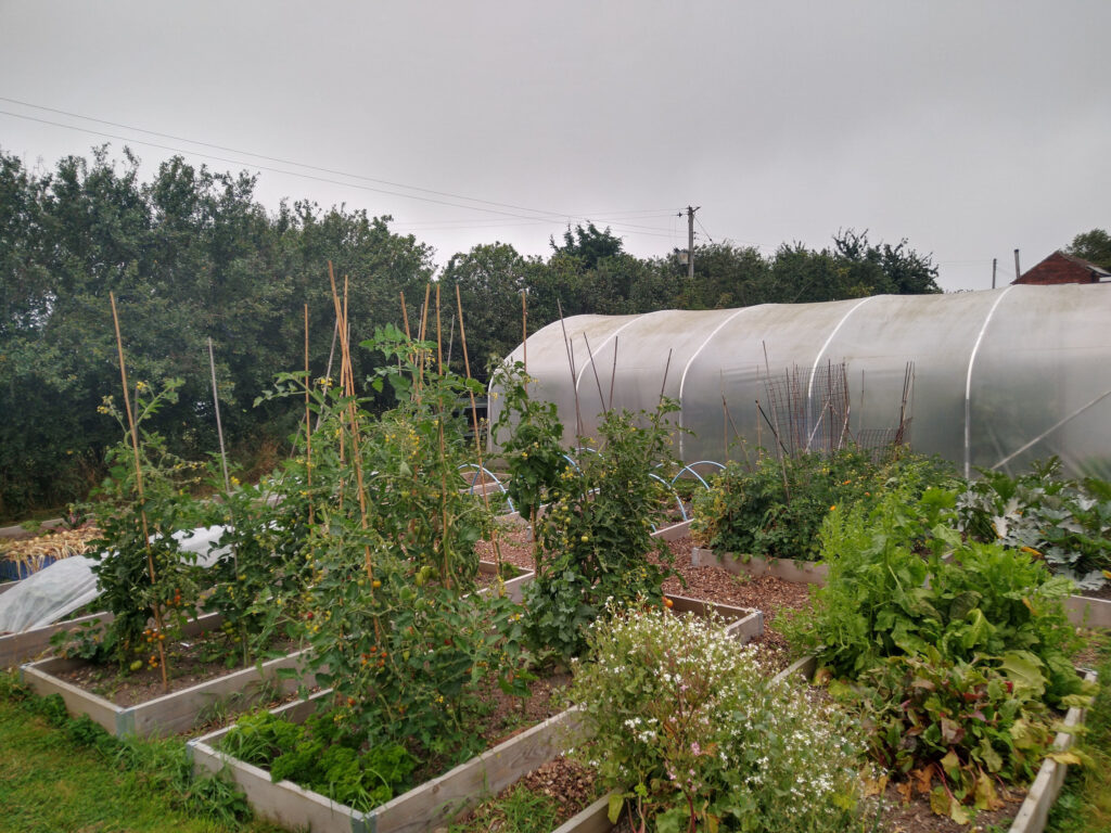 Polytunnel and raised beds