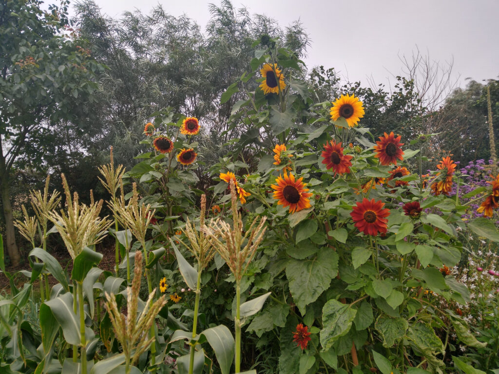 Cutting sunflowers and sweetcorn