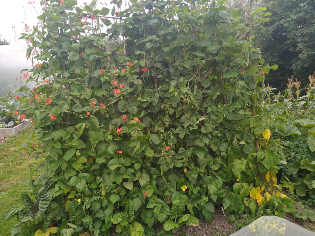 Runner and climbing French beans