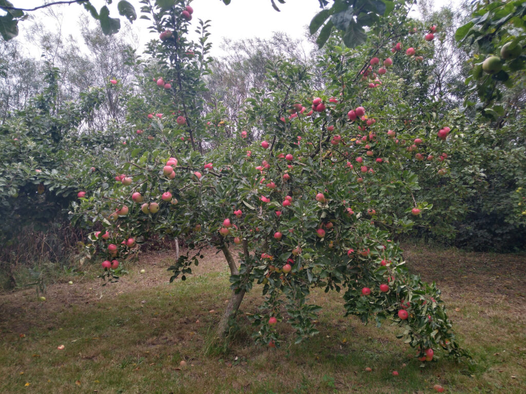 Discovery apple
