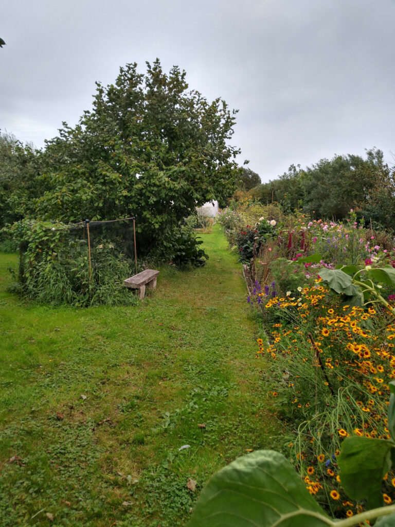View past whitecurrant bush and hazel tree