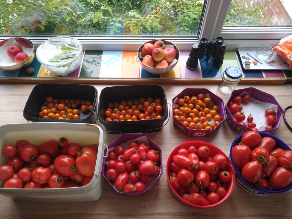 A few tomatoes...