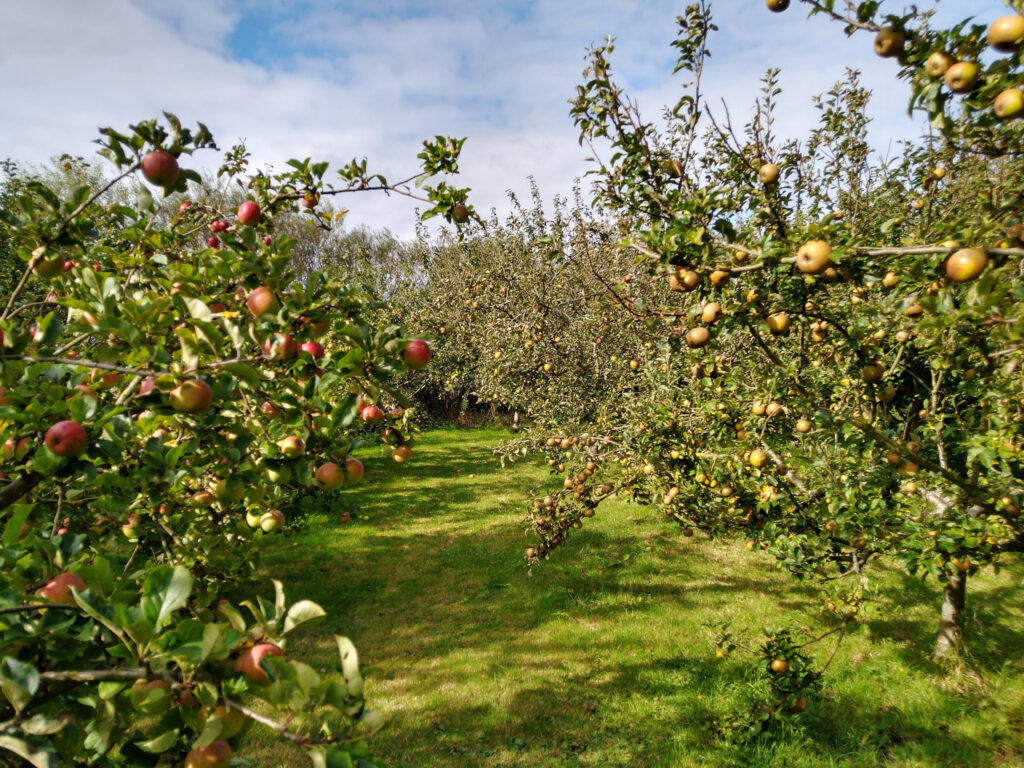 Orchard