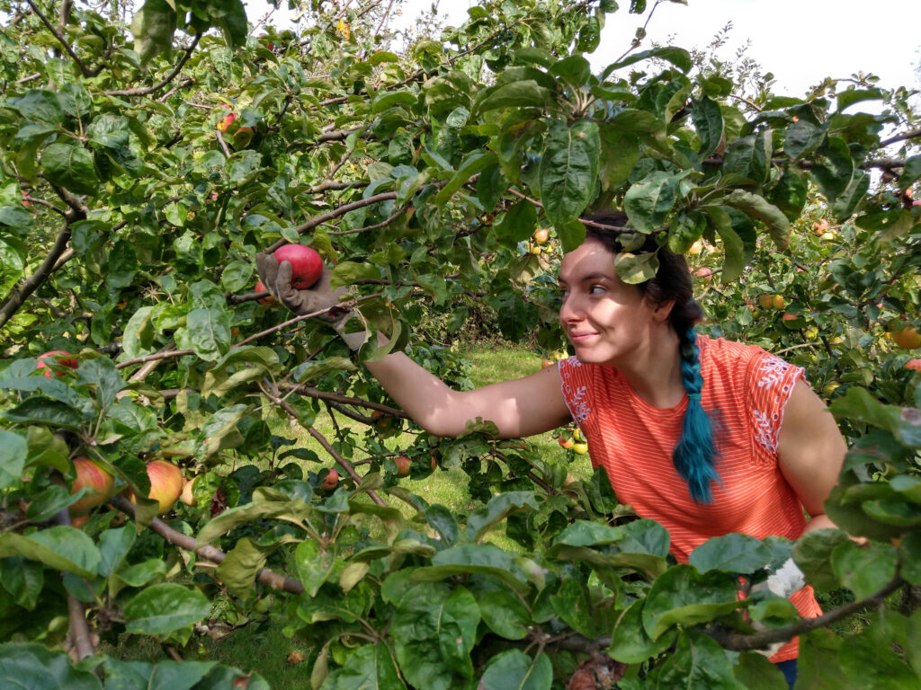 Apple picking
