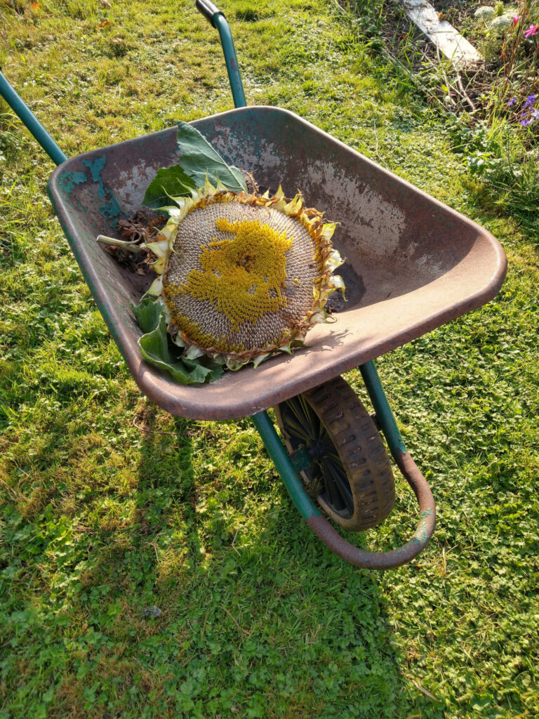 Large sunflower picked for seeds