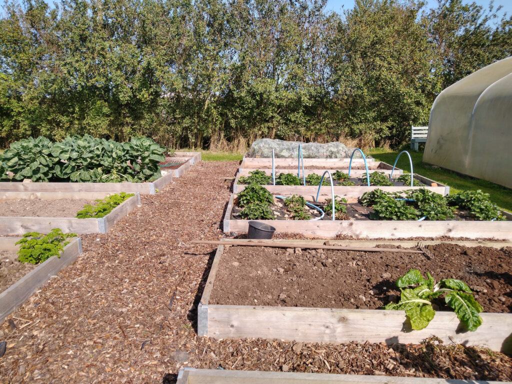 Clearing the raised beds for winter