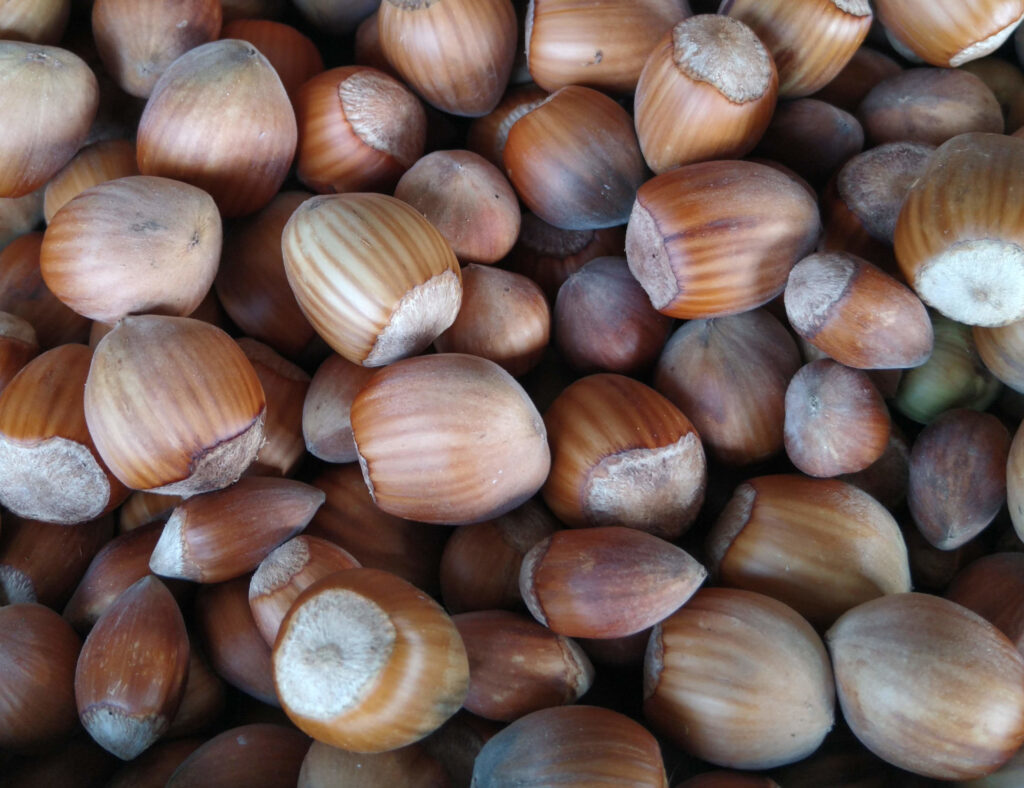 hazelnuts