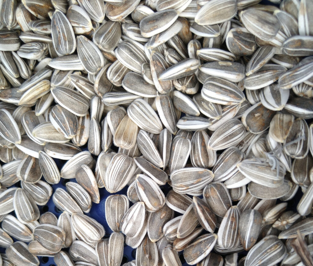 Sunflower seeds