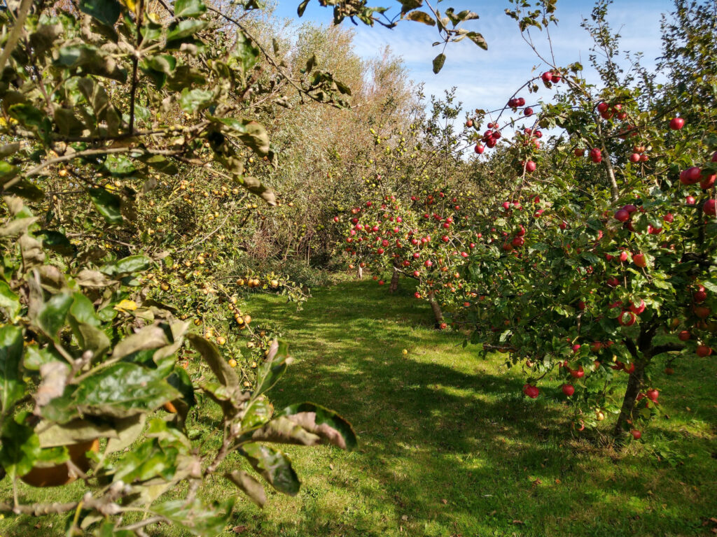 Orchard