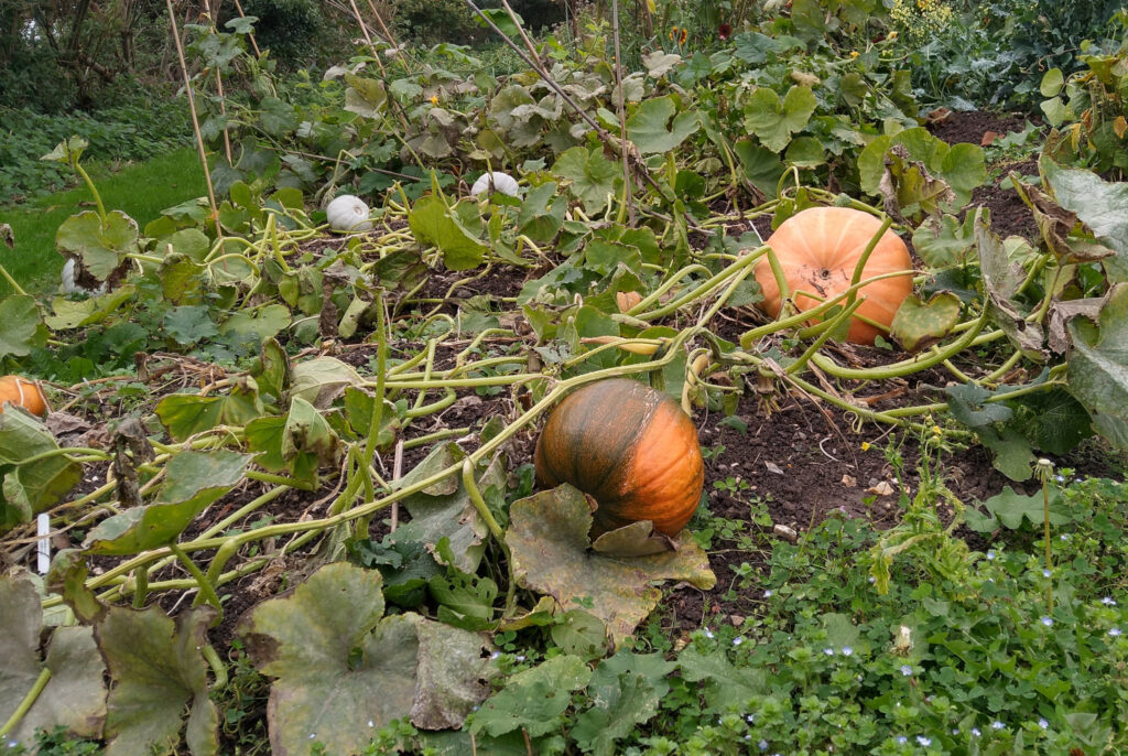 Pumpkin and Crown Prince squashes