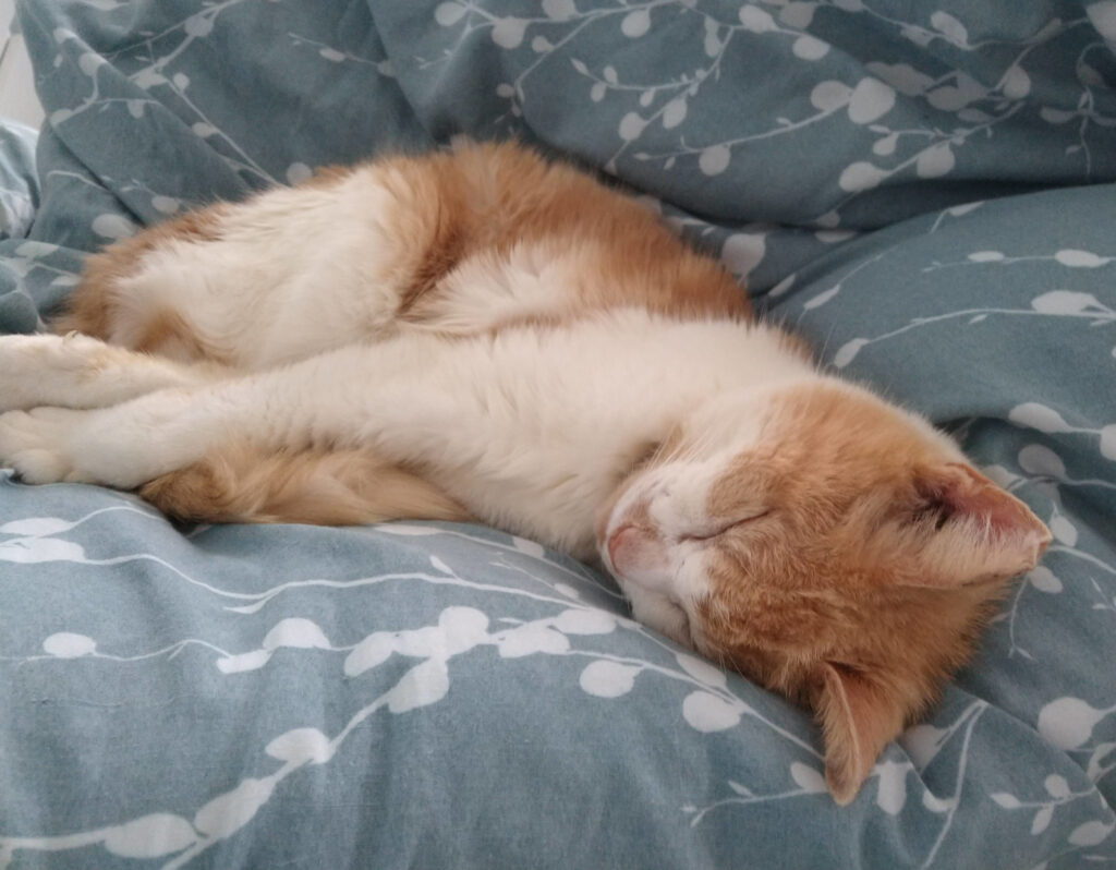 Chester sleeping