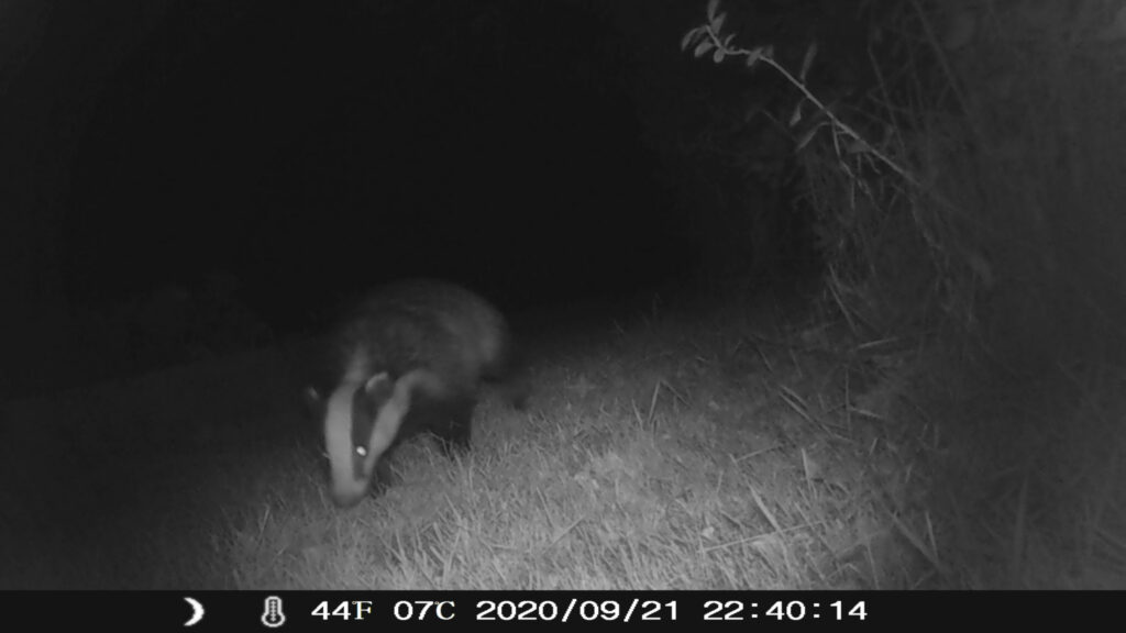 Badger