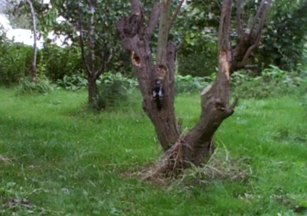 Blurry picture of woodpecker