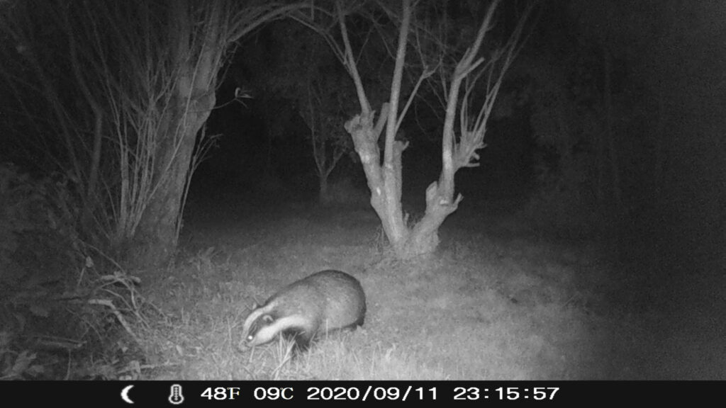 Badger