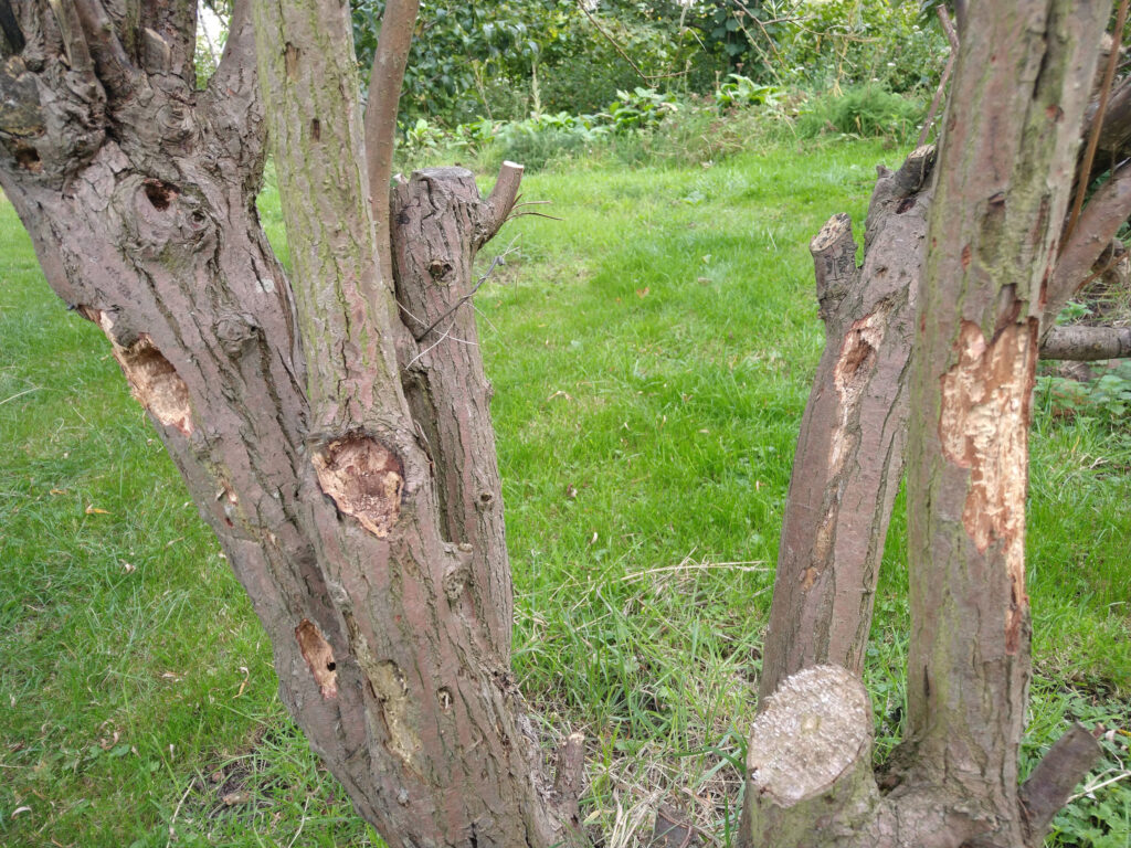 Woodpecker snack tree